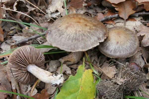 Cortinarius indeterminati